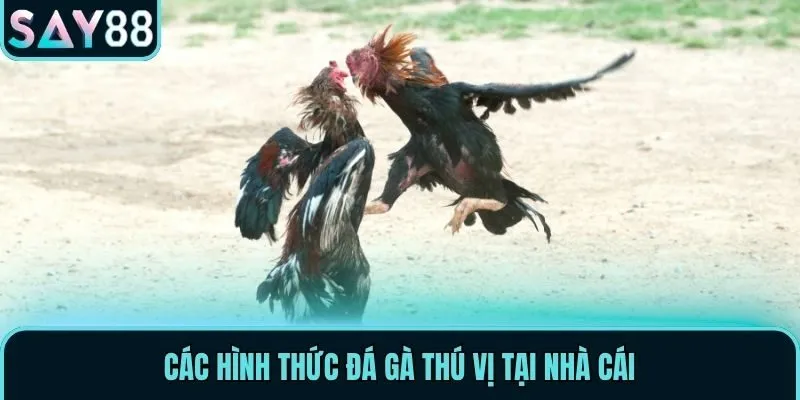 Các hình thức đá gà thú vị tại nhà cái