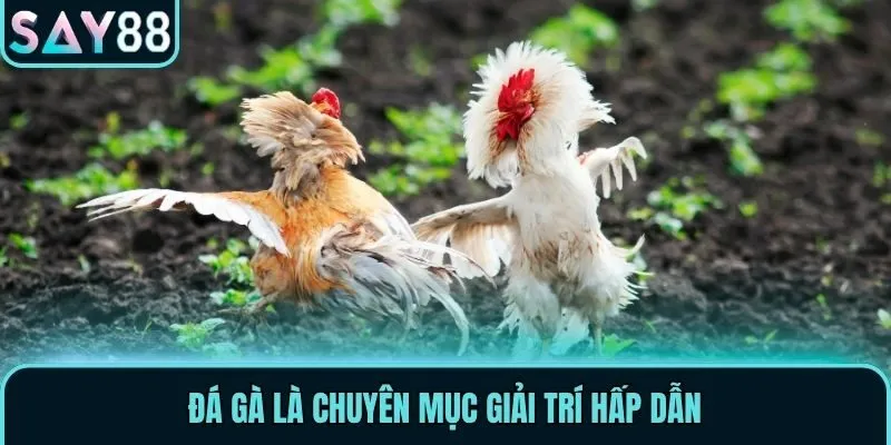 Đá gà là chuyên mục giải trí hấp dẫn