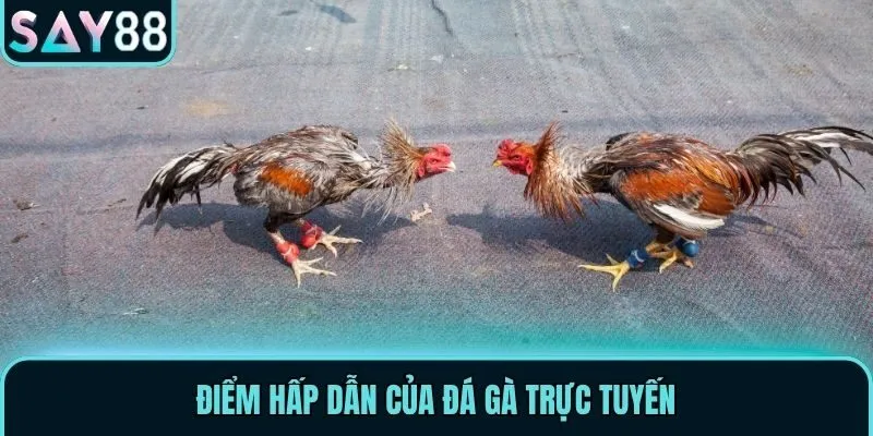 Điểm hấp dẫn của đá gà trực tuyến